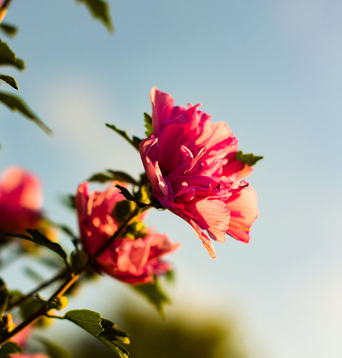 Velatorio y funeral: diferencias